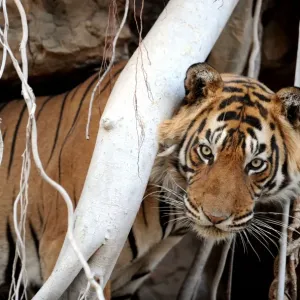 Bengal / Indian Tiger - in Banyan Tree roots - Ranthambhore National Park - Rajasthan - India Bengal / Indian Tiger - in Banyan Tree roots - Ranthambhore National Park - Rajasthan - India