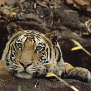 Bengal / Indian Tiger - on the black rock Bandhavgarh National Park, India Bengal / Indian Tiger - on the black rock Bandhavgarh National Park, India