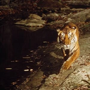 Bengal / Indian Tiger - camera triggered by Tiger stepping on pressure plate - Chitwan National Park - India