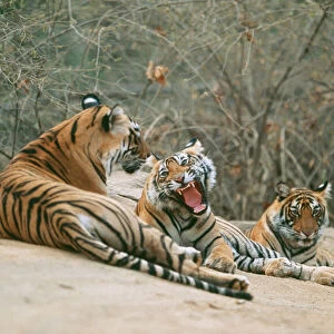 Bengal / Indian Tiger CB 127 Group lying on rocks, India. Panthera tigris © Chris Brunskill / ARDEA LONDON