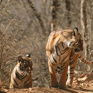 Bengal / Indian Tiger CB 129 Family group, three walking Ranthambhore National Park, India. Panthera tigris © Chris Brunskill / ARDEA LONDON
