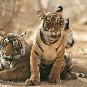 Bengal / Indian Tiger CB 150 11 month old cub, Ranthambhore National Park, India. Panthera tigris © Chris Brunskill / ardea. com Bengal / Indian Tiger CB 150 11 month old cub, Ranthambhore National Park, India. Panthera tigris © Chris Brunskill / ardea. com
