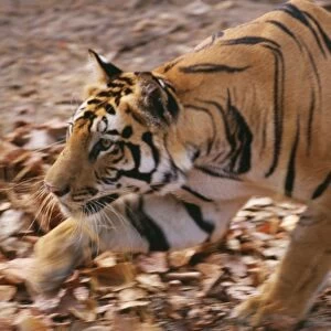Bengal / Indian Tiger CB 33 Bandhavgarh National Park, India. Panthera tigris © Chris Brunskill / ARDEA LONDON