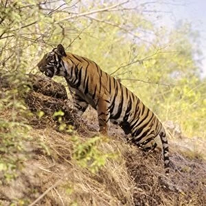 Bengal / Indian Tiger - climbing up hill. Bandhavgarh National Park