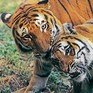 Bengal / Indian Tiger - couple courting. Bandhavgarh National Park - India