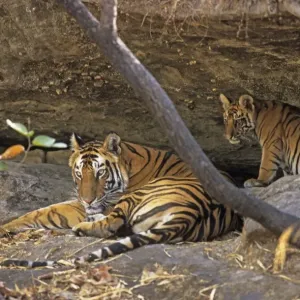 Bengal / Indian Tiger - with cub resting in cave Bandhavgarh National Park, India Bengal / Indian Tiger - with cub resting in cave Bandhavgarh National Park, India