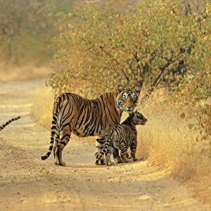 Bengal / Indian Tiger - with two cubs on track Ranthambhor National Park, India