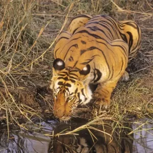 Bengal / Indian Tiger - drinking at jungle pool. Bandhavgarh National Park - India Bengal / Indian Tiger - drinking at jungle pool. Bandhavgarh National Park - India
