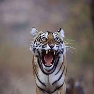 Bengal / Indian Tiger - Female yawning Ranthambhore NP, Rajasthan, India