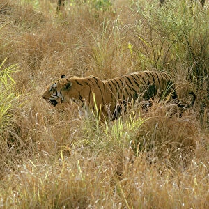 Bengal / Indian Tiger - in grass