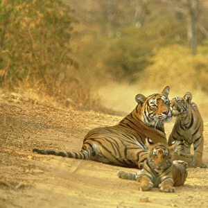 Bengal / Indian Tiger Lying on dirt track with cubs India