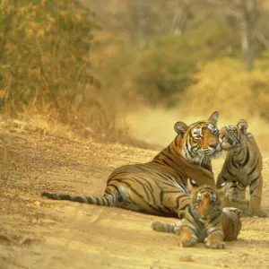 Bengal / Indian Tiger Lying on dirt track with cubs India