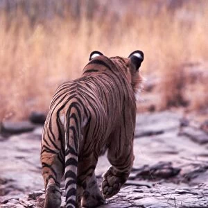 Bengal / Indian Tiger - male stalking prey - Ranthambhore National Park - India