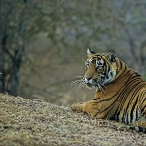 Bengal / Indian Tiger Ranthambhor National Park, India