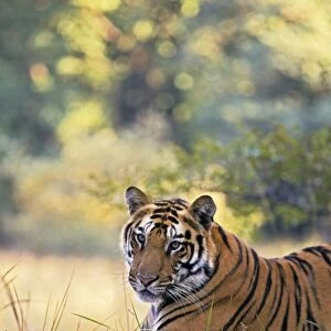 Bengal / Indian Tiger - resting on termite mound. Bandhavgarh National Park