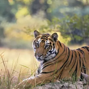 Bengal / Indian Tiger - resting on termite mound. Bandhavgarh National Park Bengal / Indian Tiger - resting on termite mound. Bandhavgarh National Park