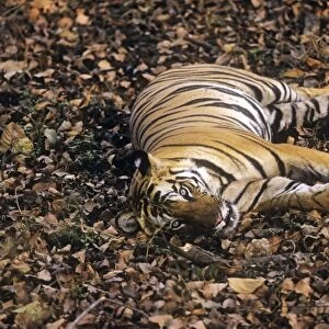 Bengal / Indian Tiger - "sleep-watching" - resting with eyes open. Bandhavgarh National Park - India