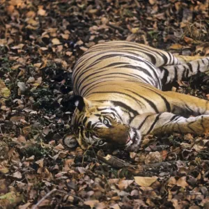 Bengal / Indian Tiger - "sleep-watching" - resting with eyes open. Bandhavgarh National Park - India