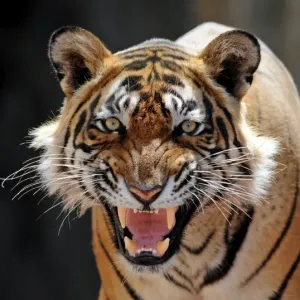 Bengal / Indian Tiger - snarling - Ranthambhore National Park - Rajasthan - India Bengal / Indian Tiger - snarling - Ranthambhore National Park - Rajasthan - India