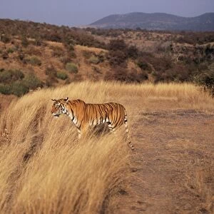 Bengal / Indian Tiger Standing in grass, Ranthambhore National Park, India