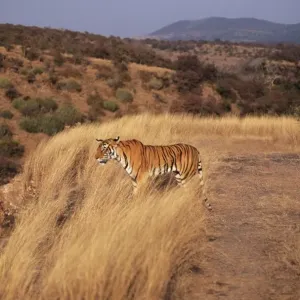Bengal / Indian Tiger Standing in grass, Ranthambhore National Park, India Bengal / Indian Tiger Standing in grass, Ranthambhore National Park, India