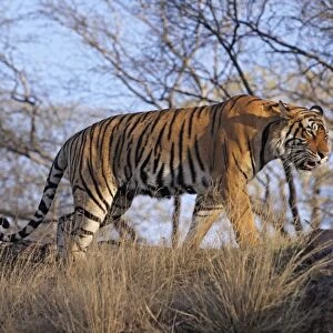Bengal / Indian Tiger - walking along hilltop Ranthambhor National Park, India