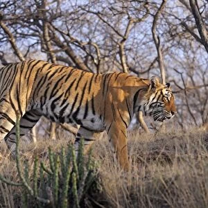 Bengal / Indian Tiger - walking along hilltop. Ranthambhor National Park - India