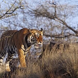 Bengal / Indian Tiger - walking around it's territory. Ranthambhor National Park - India