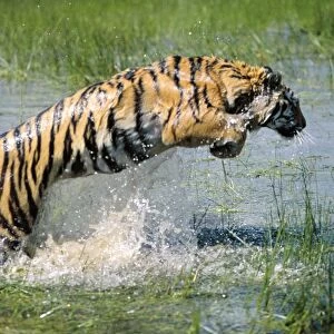 Bengal / Indian Tiger WAT 466 Leaping through water Panthera tigris tigris © M. Watson / ARDEA LONDON