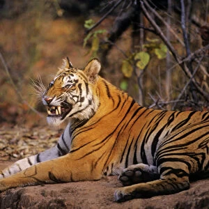 Bengal / Indian Tiger - yawning. Bandhavgarh National Park - India
