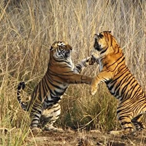 Bengal / Indian Tigers - two fighting Ranthambhor National Park, India
