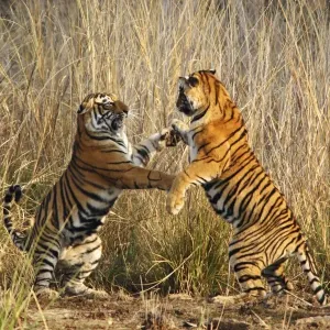 Bengal / Indian Tigers - two fighting Ranthambhor National Park, India Bengal / Indian Tigers - two fighting Ranthambhor National Park, India
