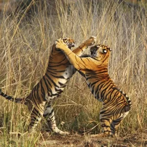 Bengal / Indian Tigers - two young play fighting Ranthambhor National Park, India Bengal / Indian Tigers - two young play fighting Ranthambhor National Park, India