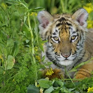 Bengal Tiger - cub, Endangered Species C3B2028