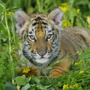 Bengal Tiger - cub, Endangered Species C3B2028 Bengal Tiger - cub, Endangered Species C3B2028