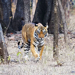 Bengal Tiger - female Noor walking through forest Panthera tigris tigris Ranthambore National Park Rajastan, India MA003532