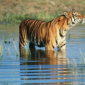 Bengal Tiger FG 11014 Sniffing Panthera tigris tigris © Francois Gohier / ARDEA LONDON