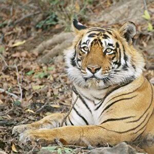 Bengal Tiger JVG 3376 Young male, 3 years old. Panthera tigris tigris © Joanna Van Gruisen / ARDEA LONDON