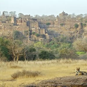 Bengal tiger - Lying down - Ranthambhore fort