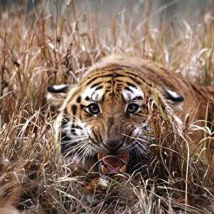 Bengal Tiger MI 776 Snarling, in reeds Panthera tigris © Masahiro Iijima / ARDEA LONDON