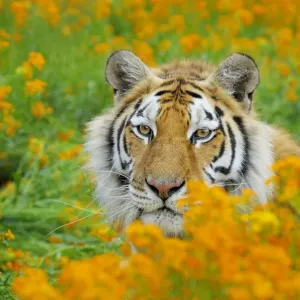 Bengal Tiger - in orange mustard flowers _C3B1618 Bengal Tiger - in orange mustard flowers _C3B1618