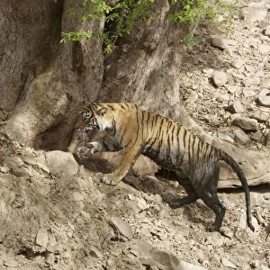 Bengal Tiger - Tigress dirty after lying in a pool