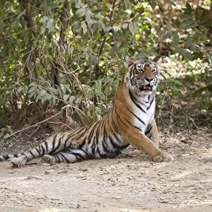 Bengal Tigress - Lying down - Ranthambhore