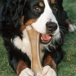 Bernese Mountain Dog chewing on big bone