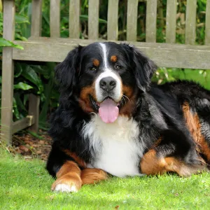 Bernese Mountain Dog - laying down on grass