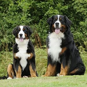 Bernese Mountain Dogs - sitting on grass