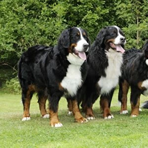 Bernese Mountain Dogs - standing on grass