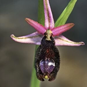 Bertoloni's Bee orchid - Italy