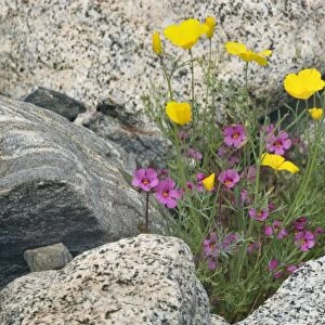 Biegelow's Monkey Flower and Mexican Gold Poppy (Eschscholzia mexicana) in full bloom growing between rocks - Anza Borrego Desert State Part - California - USA