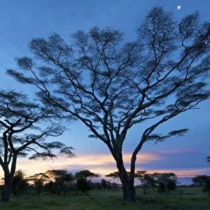 Big Acacias in Kilimatiti area - Ngorongoro Conservation area - Tanzania - Africa